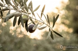 Оливковая роща в пустыне. Киббуц Сде-Бокер.