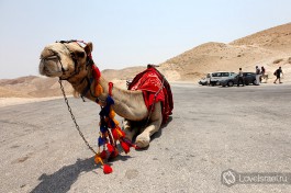 Спуститься к монастырю можно и на верблюде или на осле, в сопровождении настоящего бедуина. Главное - не обращать внимания на блох )