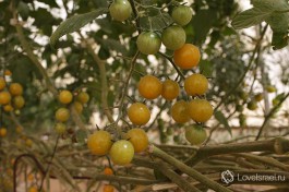 Желтые помидоры Шерри в теплице на ферме Швиль-а-Салат.
