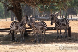 А в зоопарке Сафари в Рамат-Гане вам придется быть осторожными при опускании окон... в салон может засунуть голову наглый страус-попрошайка :)