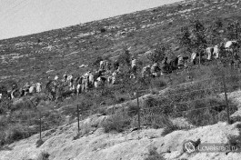 Сейчас нам трудно поверить, но именно так были были посажены леса на тогда еще голых холмах Иерусалима (около 1930)