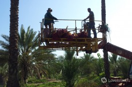 Специальный подъемник, с помощью которого собираются спелые плоды с пальм. Способен поднять сборщиков урожая на высоту до 20 метров. Вид оттуда восхитительный )