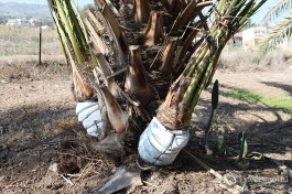 А вот так выращиваются саженцы финиковых пальм: отростки от взрослого дерева выращиваются в пакетах и потом высаживаются в землю.