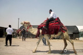 Ну и конечно, не упустите свой шанс покататься на верблюдах по израильским пескам!