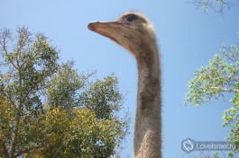 Наглый страус в израильском зоопарке Сафари.