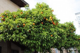 Апельсиновые деревья прямо на улице. Сюр :)