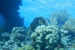 Красочный подводный мир израильского побережья Красного моря!