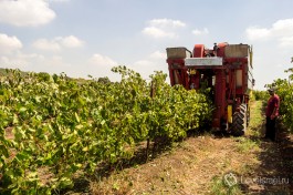 Автоматический сбор урожая винограда в Израиле.