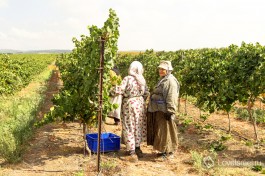 Жители окрестных арабских сел на сборе урожая.