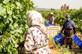 Каждая работница собирает до 4-х тон винограда в день.