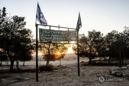 Оливковая роща около дома Бен-Гуриона.