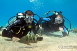 Дайвинг в Эйлате - красочный мир незабываемых ощущений.