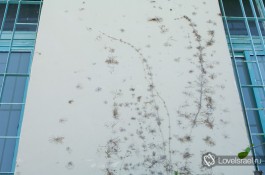 Комплекс Центра сценических искусств Сюзан Даляль в Тель-Авиве.