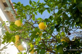 Комплекс Центра сценических искусств Сюзан Даляль в Тель-Авиве.