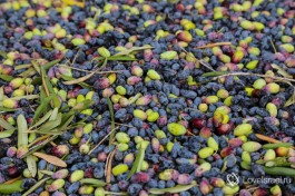 Израильские оливки.