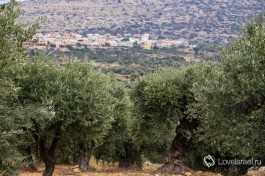 Оливковая плантация около друзской деревни Мрар.
