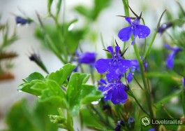 Дождь в городе Иерусалиме. Фото - Игорь Гершензон.