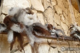 Шерсти альпак сохраняют естесственные цвета.