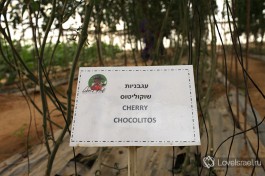 У каждой грядке в теплице есть табличка с названием сорта овоща, который там выращиваются.