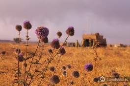 Армия Обороны Израиля. Учения на Голанских высотах.