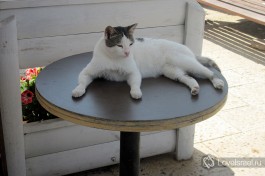 Довольный котяра. В Израиле очень любят кошек. И кошки очень любят Израиль )