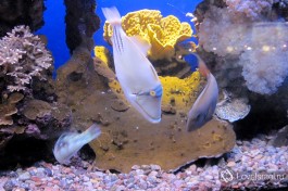 Жители Красного моря в Обсерватории.