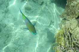 Подводный мир Красного моря. Дайвинг в Эйлате.