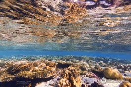 Кораллы Красного моря.