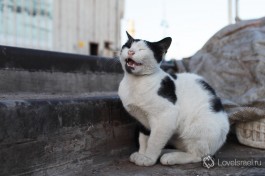 Яффский котяра :)