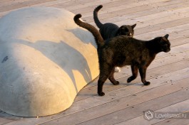 Вот одна из таких пар :)