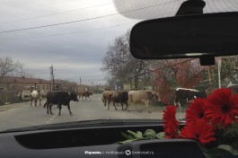 И еще грузинские коровы.