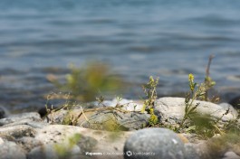 Вода озера Кинерет.