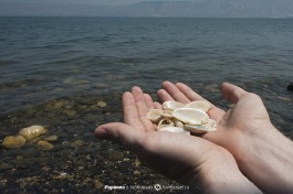 Ракушки... не такие на на море, перламутровые.