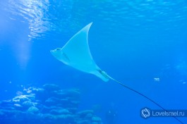Подводная обсерватория в Эйлате.