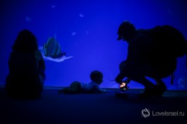 Подводная обсерватория в Эйлате.