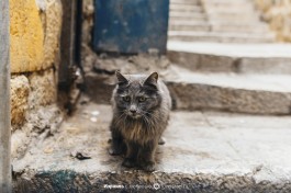 Животные Иерусалима :)